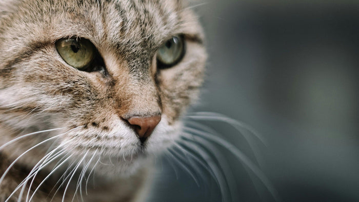 Close-up of a tabby cat's face with green eyes and long whiskers against a soft grey background