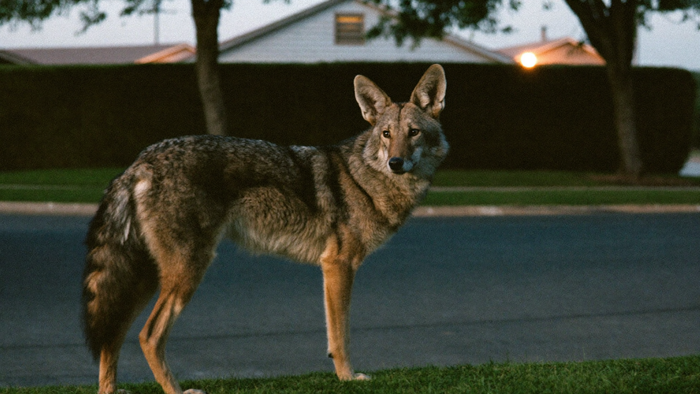Coyote standing at the edge of a quiet suburban street at dusk with a warm streetlight behind it