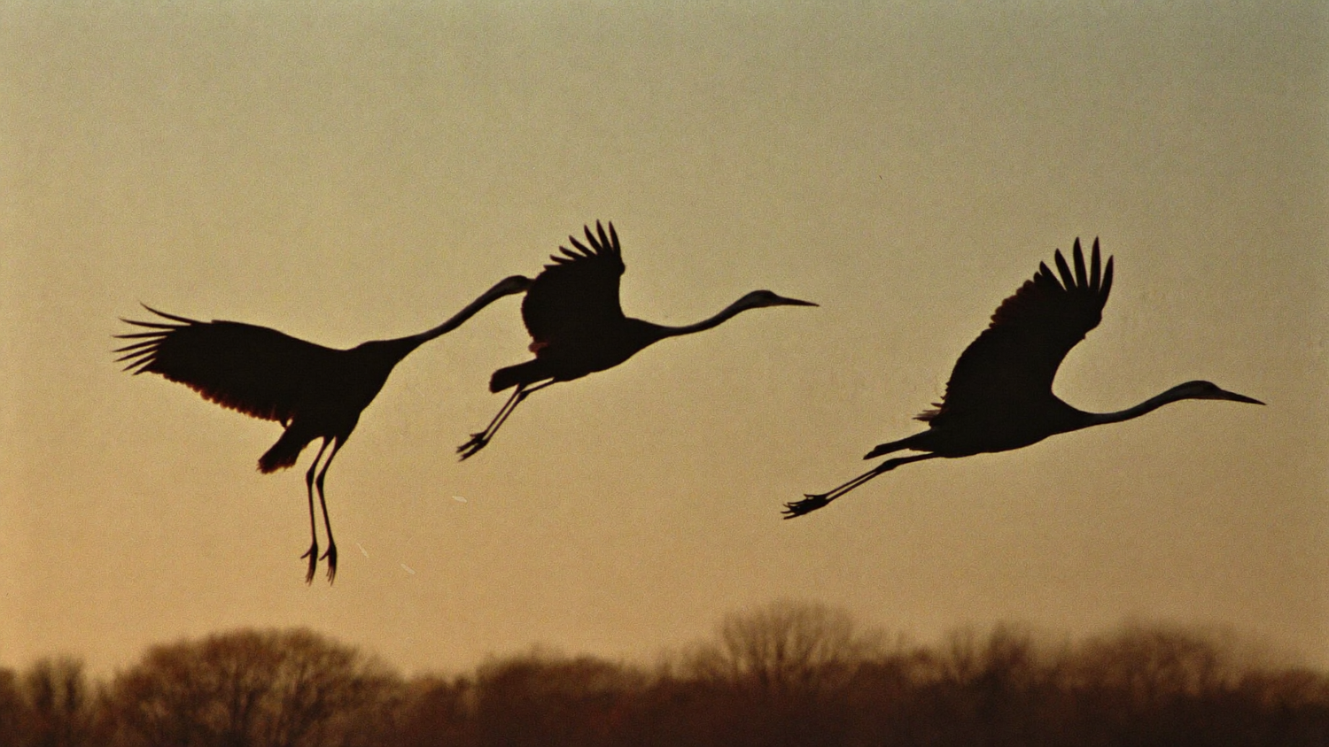 Three cranes coming in to land at dusk, necks stretched forward and legs trailing against an amber sky
