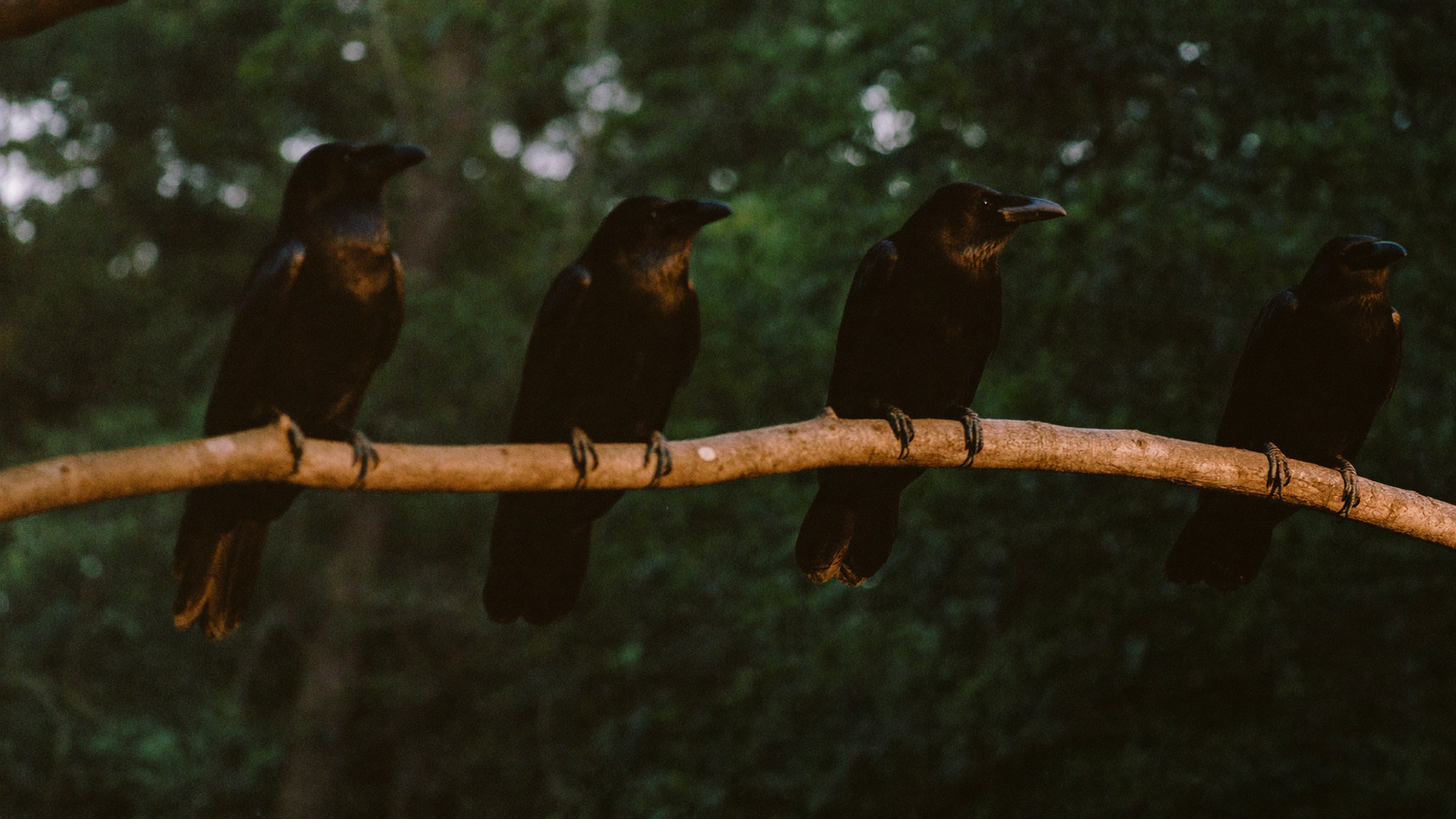 Four American crows perched along a bare branch at dusk with dark green woodland behind them