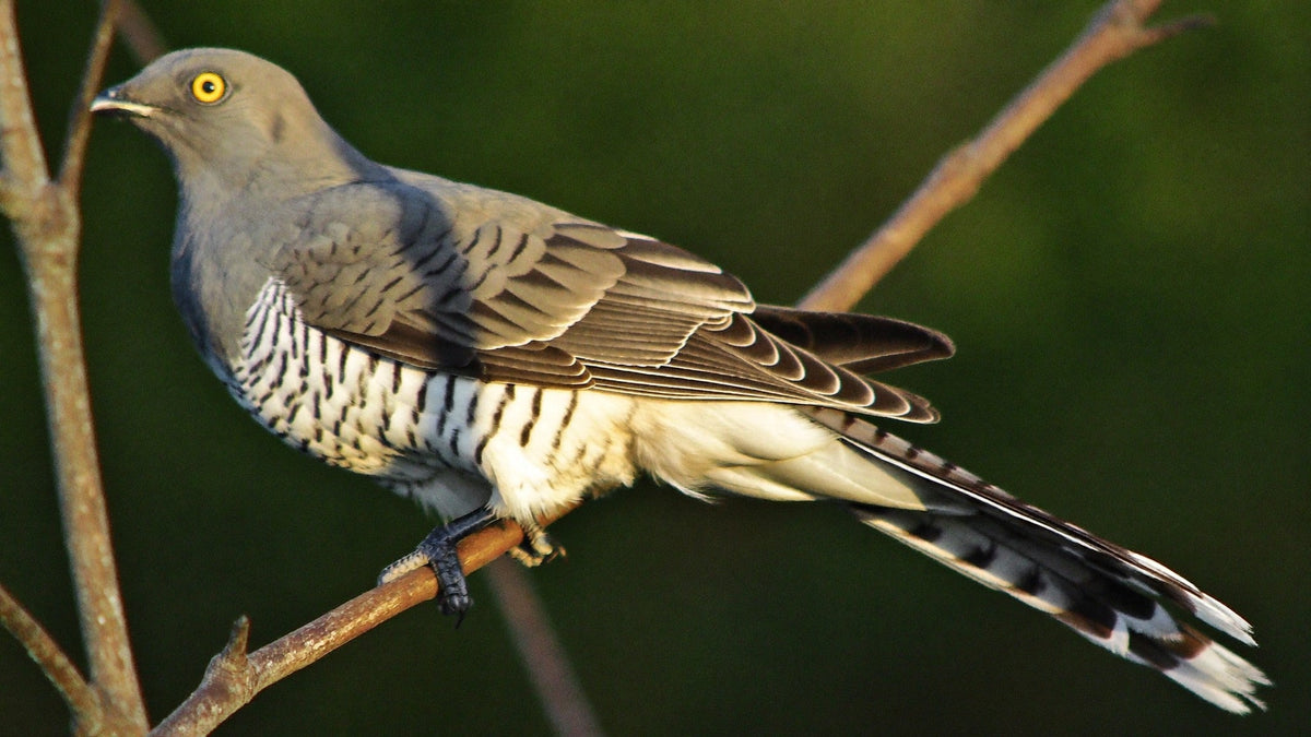 Common cuckoo with gray back, barred white breast and yellow eye ring perched on a bare branch