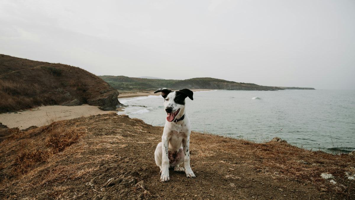 A black-and-white dog sits alert on a windswept coastal bluff above the sea, ears up and tongue out.