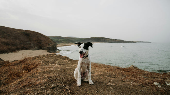 A black-and-white dog sits alert on a windswept coastal bluff above the sea, ears up and tongue out.