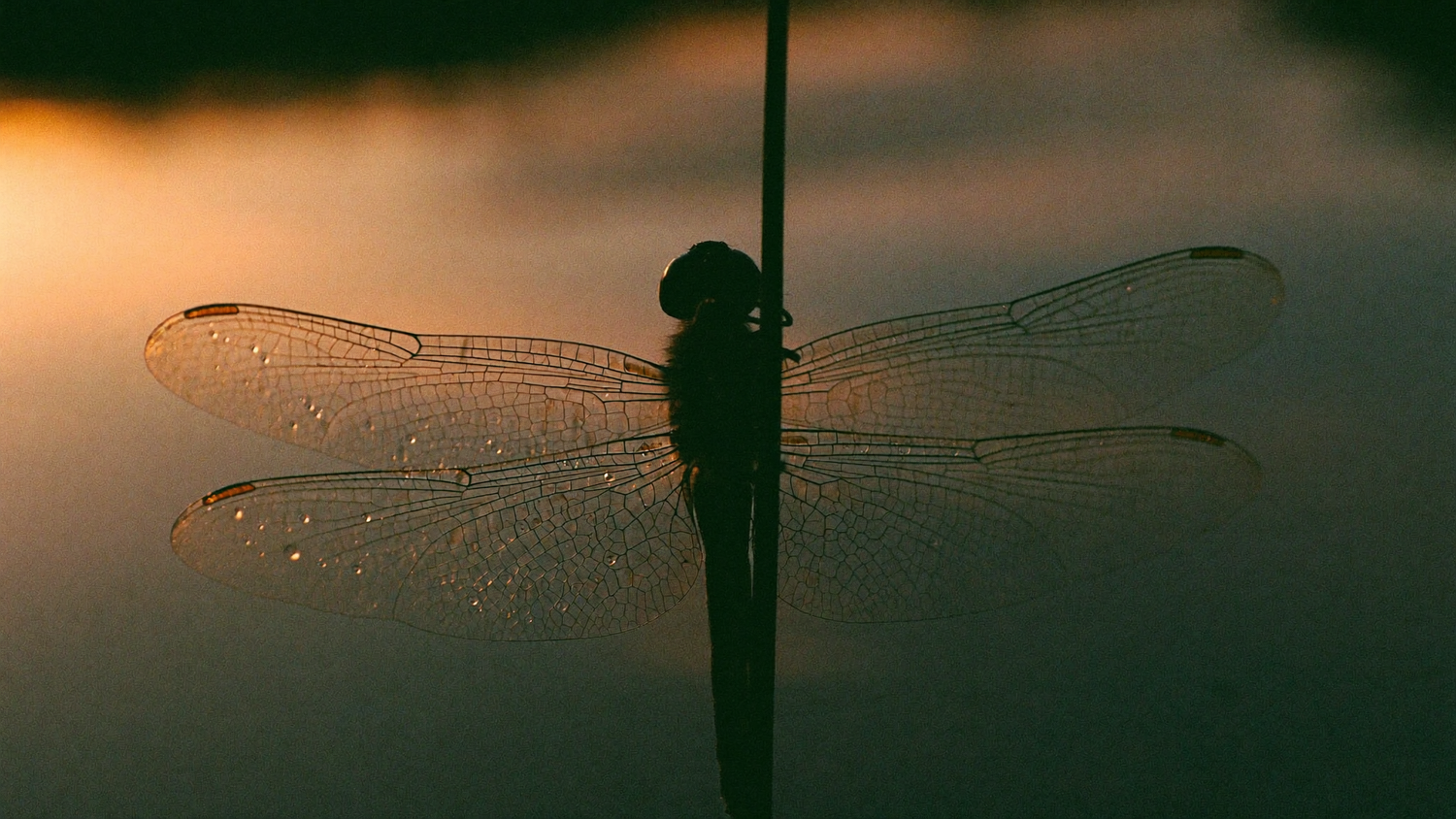 A dragonfly resting on a reed at dusk, seen in silhouette against pale water with light behind it