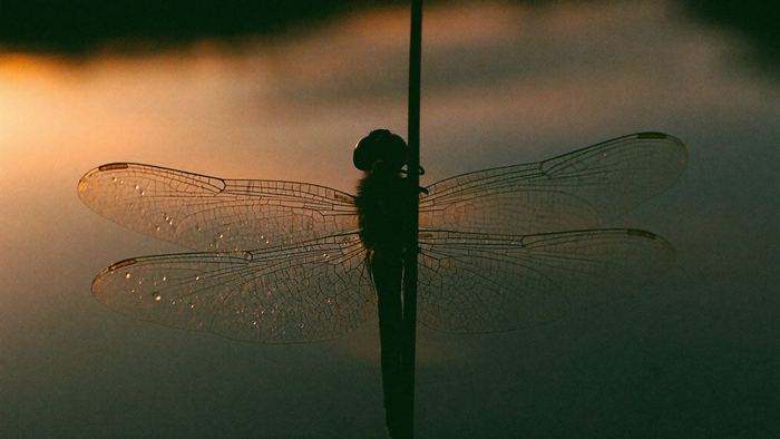 A dragonfly resting on a reed at dusk, seen in silhouette against pale water with light behind it
