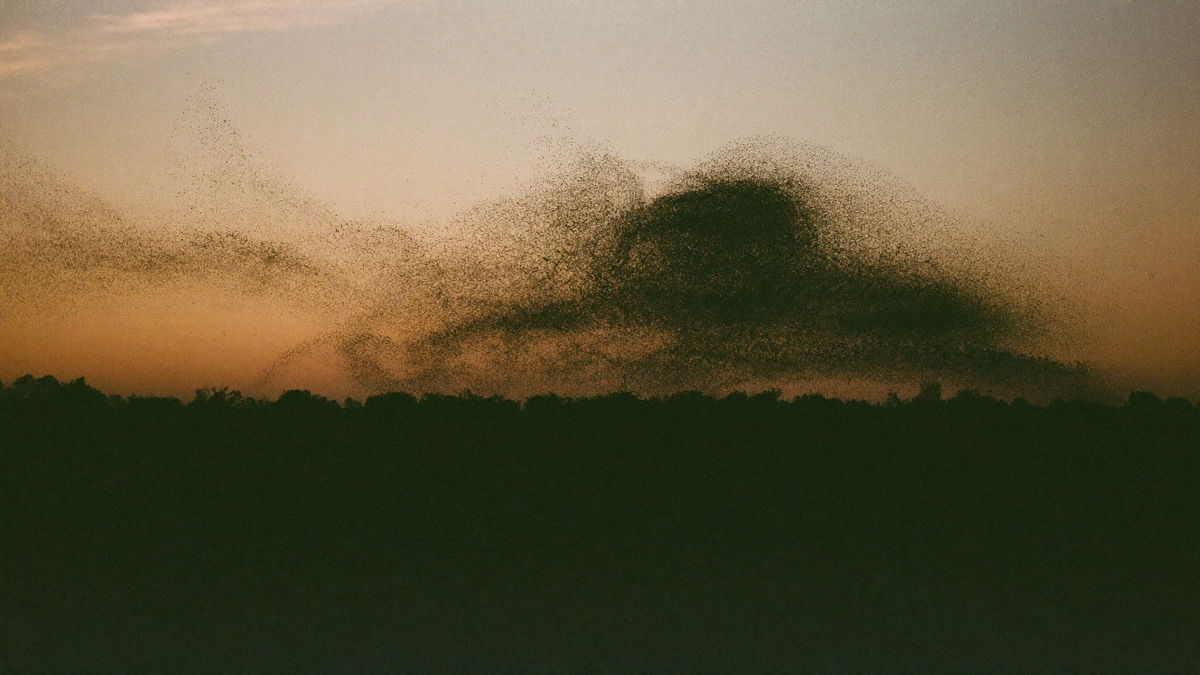 A murmuration of starlings wheels as one dense shape through an amber dusk sky above a dark treeline.