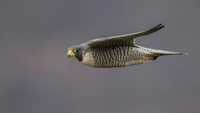 Peregrine falcon in level flight against a soft grey sky, slate-grey head and dark moustache mark clearly visible