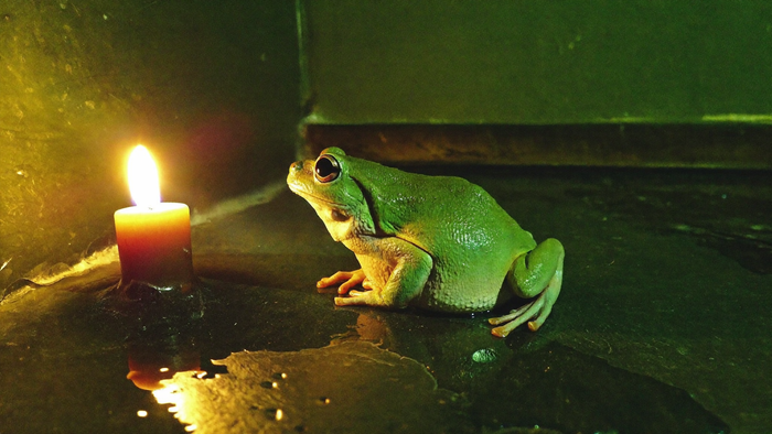 A small green tree frog resting on wet dark stone beside a burning candle in a dim green room