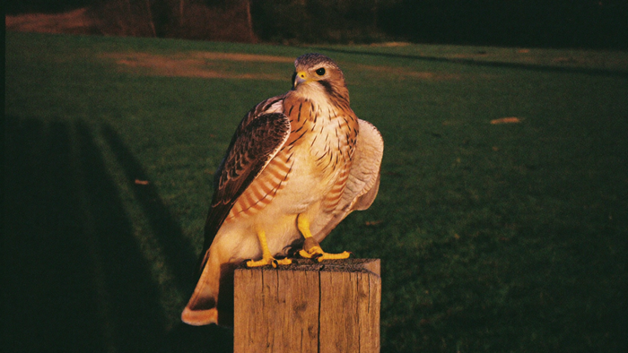 A hawk perched on a weathered wooden post in low golden light, its barred chest and hooked beak clearly visible.