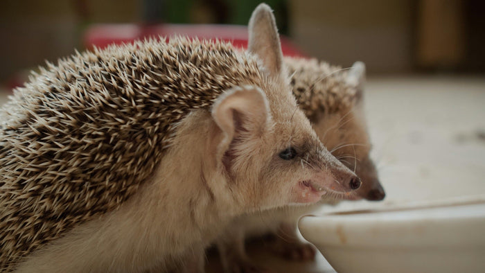 Close view of a hedgehog turning its head, pale spines raised along its back and shoulder