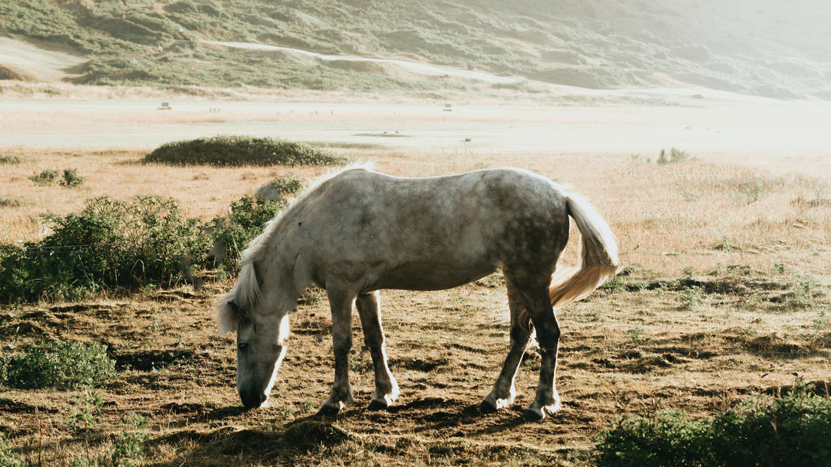 A dappled grey horse grazing freely in a sunlit coastal meadow at the edge of open dunes