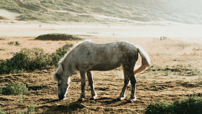 A dappled grey horse grazing freely in a sunlit coastal meadow at the edge of open dunes
