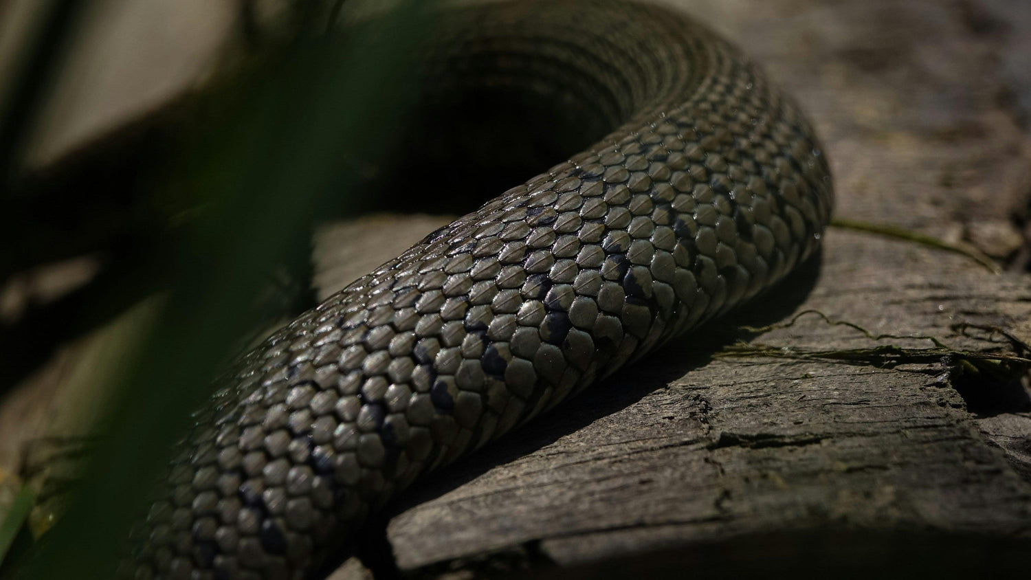 Close-up of a coiled snake resting on weathered wood in low green light, the serpent image behind kundalini