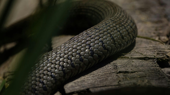 Close-up of a coiled snake resting on weathered wood in low green light, the serpent image behind kundalini