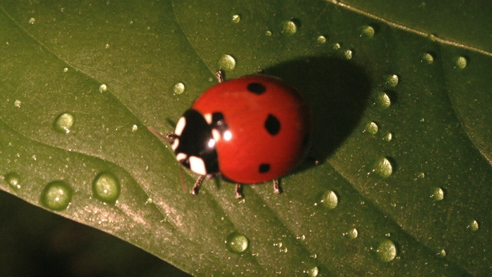 A red ladybug with black spots resting on the curved edge of a dew-covered green leaf in warm side light