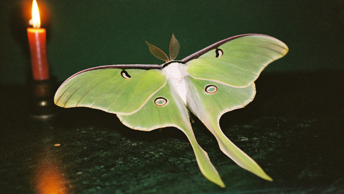 Pale green luna moth with long trailing tails resting on dark stone beside a burning candle