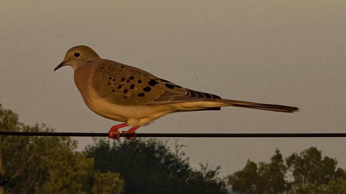 Mourning dove perched on a wire at dusk, black wing spots and long pointed tail against a pale sky