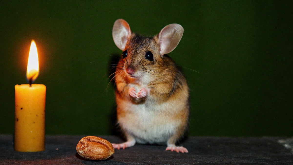 Wild mouse with large ears and dark eyes sitting upright on dark stone beside a nut and a lit candle