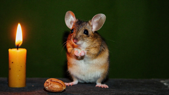 Wild mouse with large ears and dark eyes sitting upright on dark stone beside a nut and a lit candle