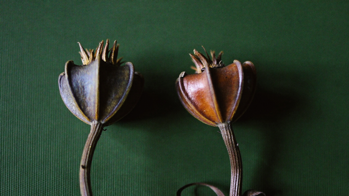 Two dried poppy seed pods side by side on dark green linen, one weathered grey and one warm brown