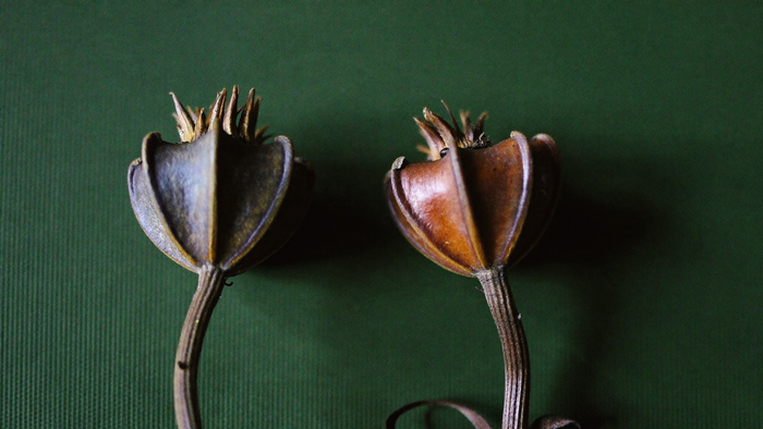 Two dried poppy seed pods side by side on dark green linen, one weathered grey and one warm brown