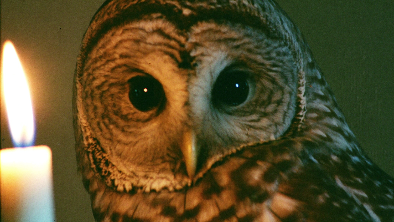 Close-up of a barred owl's face with dark eyes lit warmly by a single candle flame