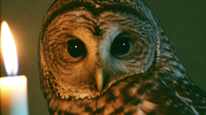 Close-up of a barred owl's face with dark eyes lit warmly by a single candle flame