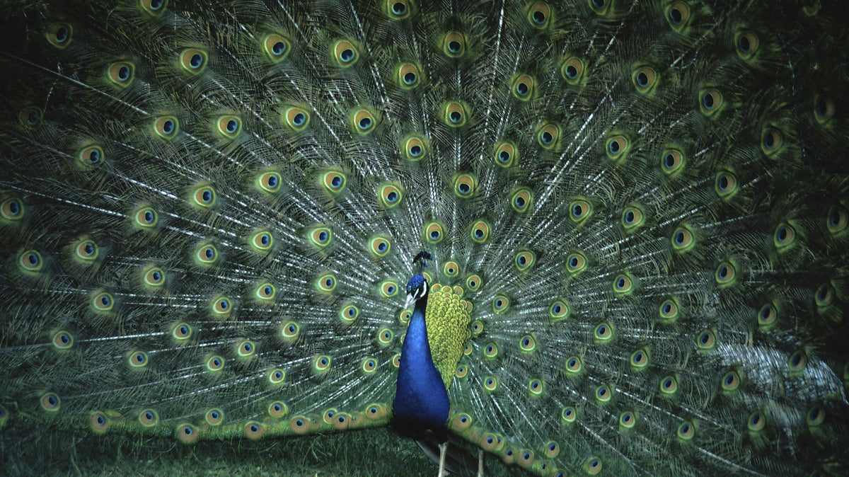 Male peacock with its train fully fanned, showing the eye markings