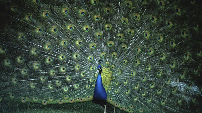 Male peacock with its train fully fanned, showing the eye markings