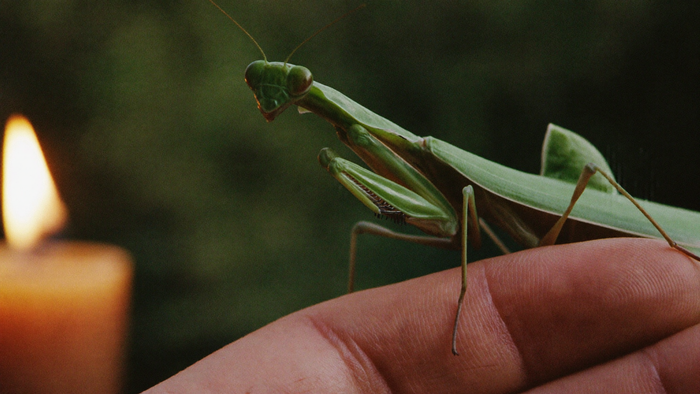 Green praying mantis with folded forelegs perched on a fingertip in warm candlelight against a dark background