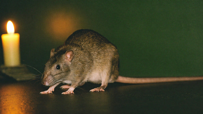 Brown rat with a long bare tail on a dark floor beside a lit candle, dark green wall behind it