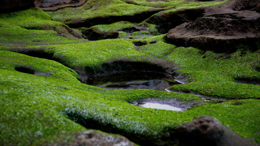 Moss-covered rock formations with small clear water pools in a quiet green landscape