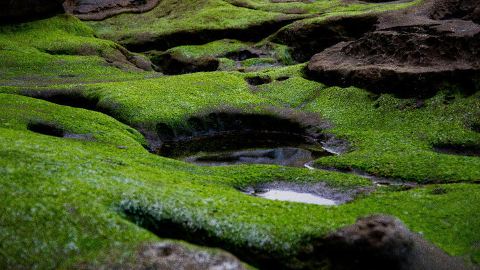 Moss-covered rock formations with small clear water pools in a quiet green landscape
