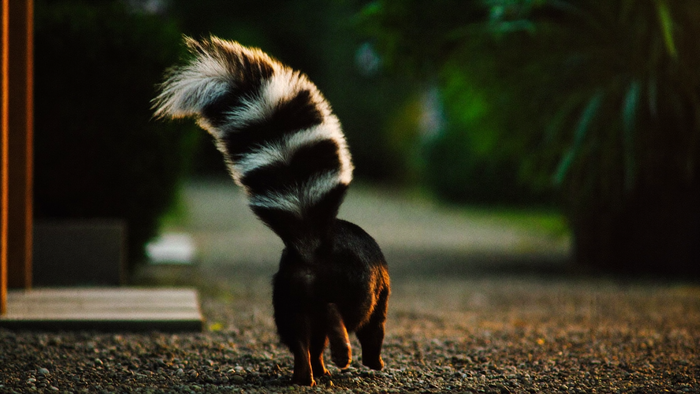 Striped skunk walking away down a gravel path at dusk with its black and white tail raised high