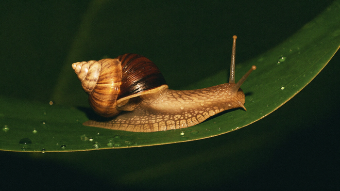A garden snail with a coiled brown shell crawls along the wet edge of a green leaf after rain.