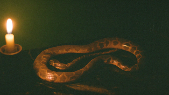 Coiled snake on dark stone lit by a single candle flame against a deep green wall