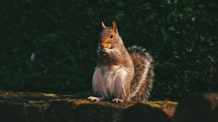 An eastern gray squirrel sitting upright on a mossy stone wall holding an acorn in both front paws