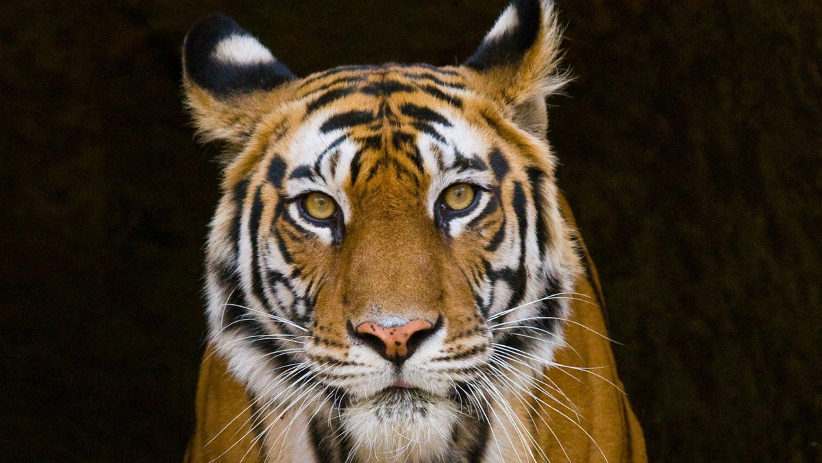 Frontal portrait of a tiger with amber eyes against a dark background