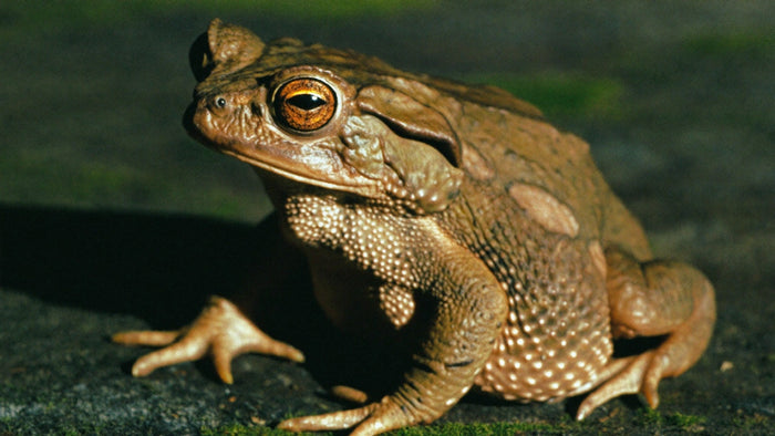 Brown toad with warty skin, parotoid gland and copper-gold eye sitting on mossy stone in warm low light