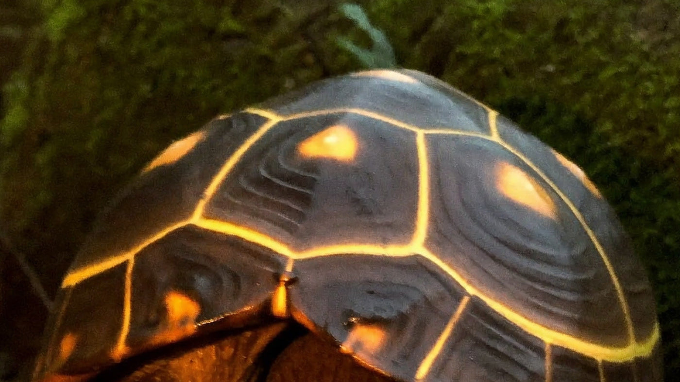 Domed shell of an eastern box turtle with yellow markings on dark scutes against green moss