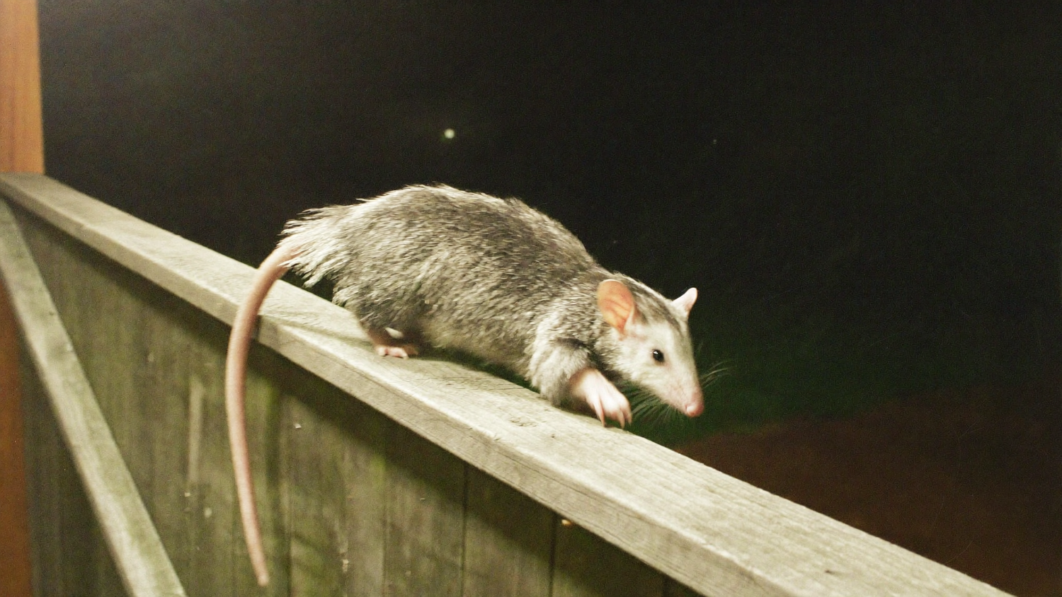 Virginia opossum with grizzled grey coat and long bare tail walking along a backyard fence rail at night