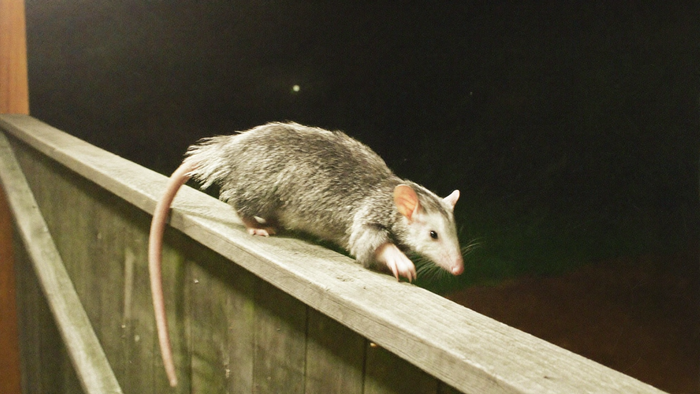 Virginia opossum with grizzled grey coat and long bare tail walking along a backyard fence rail at night