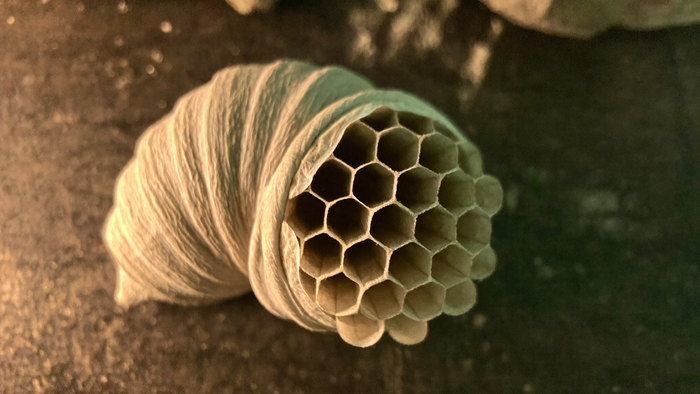 Grey papery wasp nest on dark stone with its layered hexagonal comb open to warm candlelight