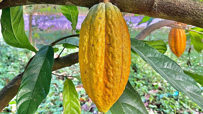 Ripe yellow cacao pod hanging from the trunk of a cacao tree among broad green leaves