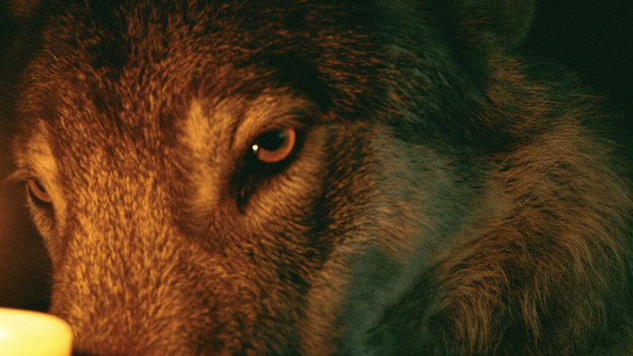 Close-up of a grey wolf's amber eye and thick winter fur lit by warm candlelight