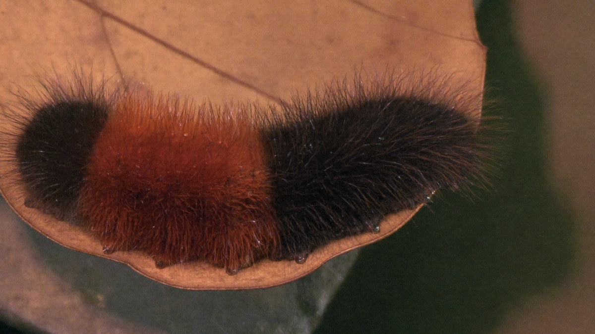 Close-up of a woolly bear caterpillar with black ends and a rust-brown middle band on a dry oak leaf