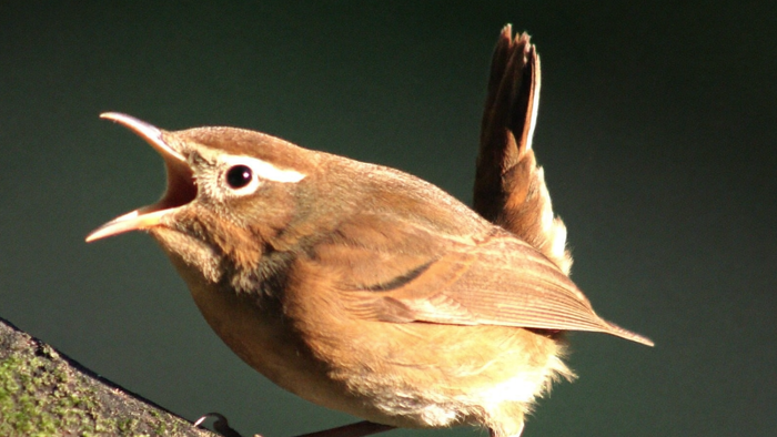 Small brown wren singing with its beak wide open and tail cocked upright on a mossy branch, dark green background