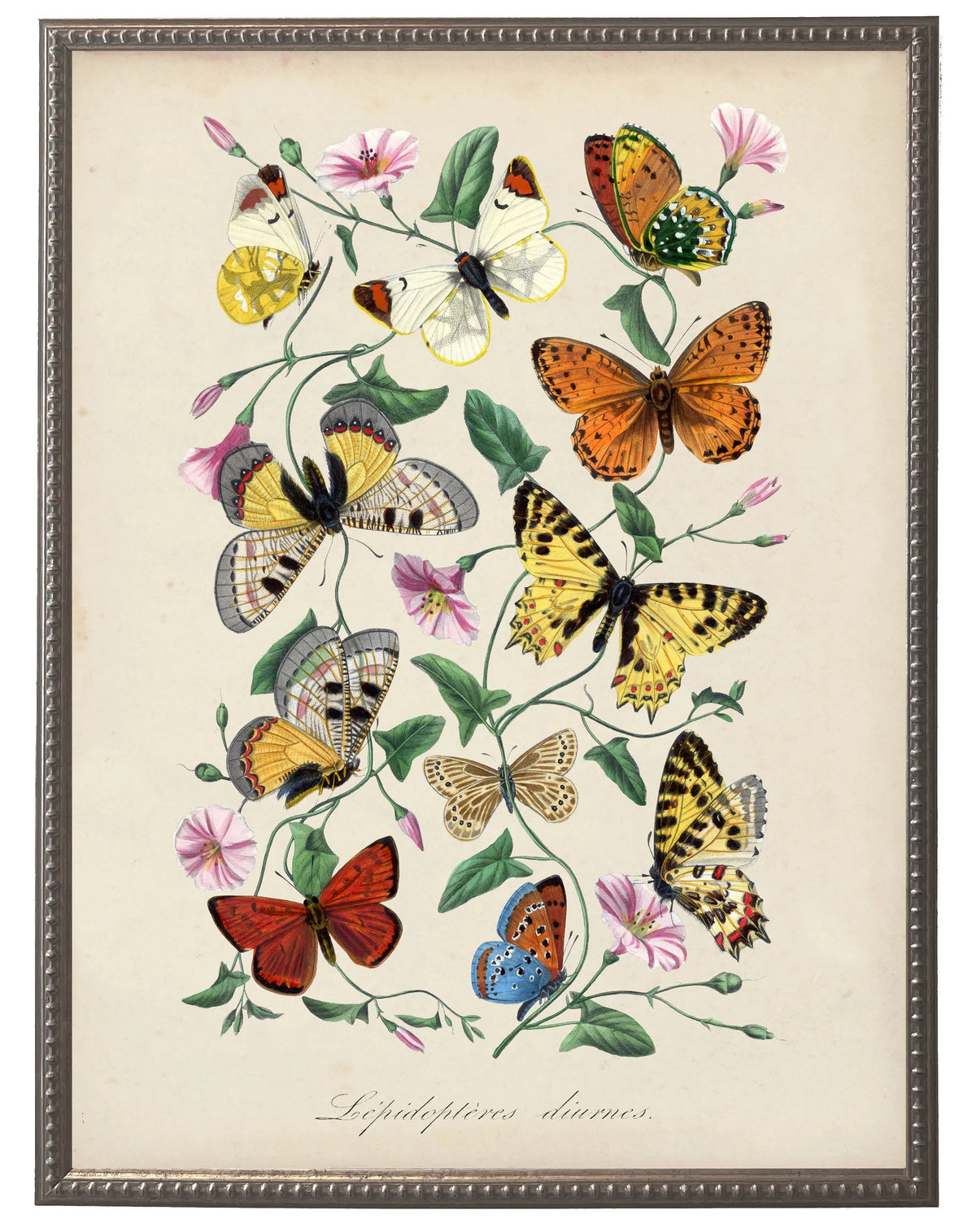 Vintage lepidoptera illustration of butterflies and blossoms in a beaded pewter frame