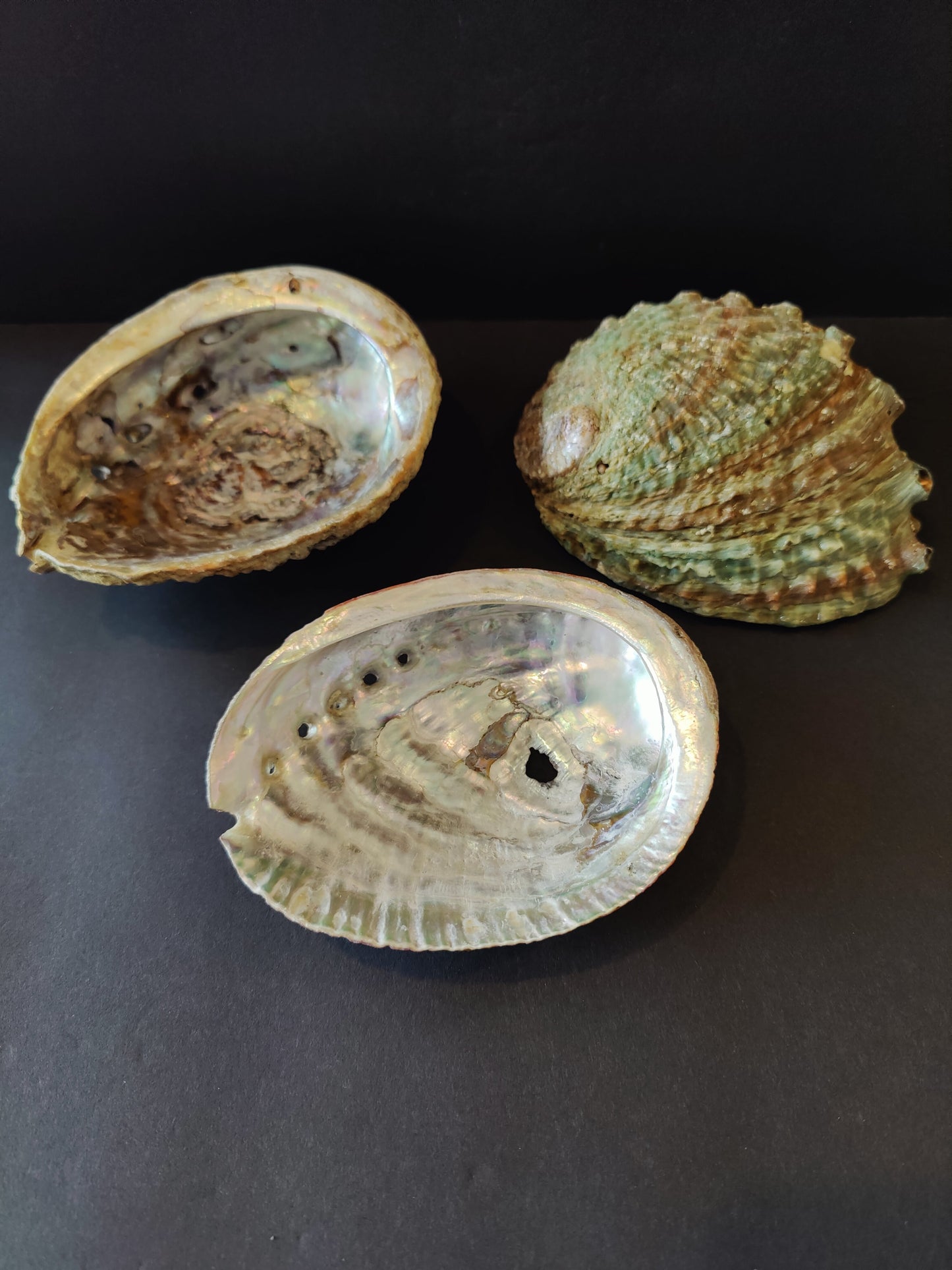 Natural abalone shell with iridescent blue green and pink inner surface, five inches across
