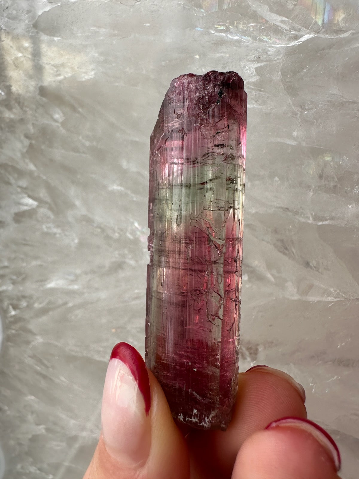 Watermelon tourmaline crystal held against a white quartz background, showing the green zone crossing the pink